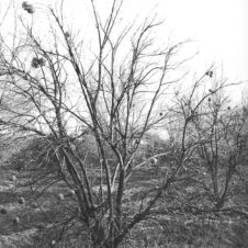 criquets sauterelles arbre fléau invasion insectes ravage infestation