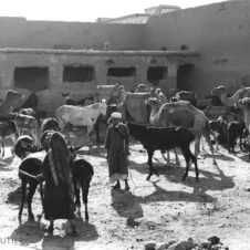 chameaux dromadaires mulet animaux souk marché place marché bestiaux ânes cheval badine bâton