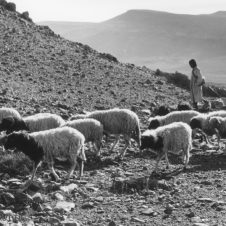 photo d'un berger avec ses moutons dans la montagne