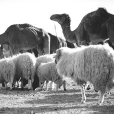 photo de dromadaires, chameaux et moutons en marche