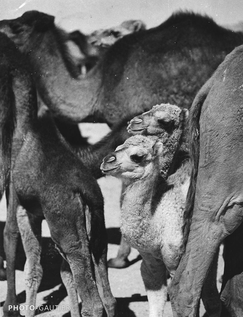 animaux chameau petit chameau bébé nurserie jeune protection