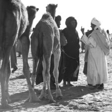 photo d'une vente au marché aux animaux de Tindouf