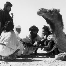 photo d'une vente au marché aux animaux de Tindouf