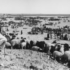 photo du marché ax animaux de Tindouf