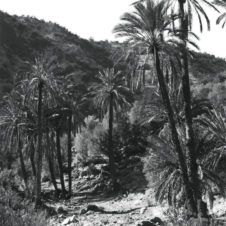 photo d'un chemin avec des palmiers et une montagne