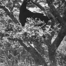 photo d'un chèvre noire perchée sur un arbre