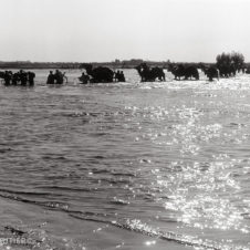 photo de dromadaires traversan la crue de Taroudan